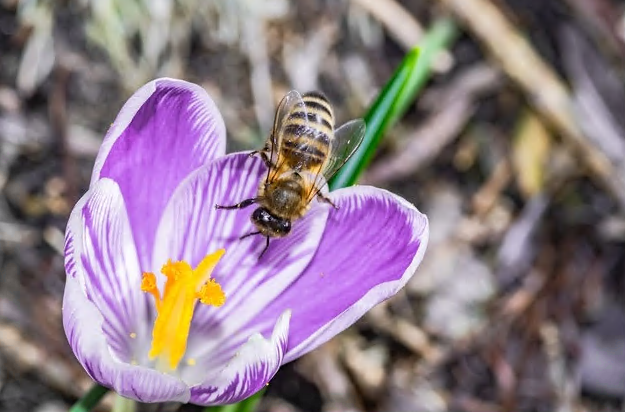 About Saffron of Iran